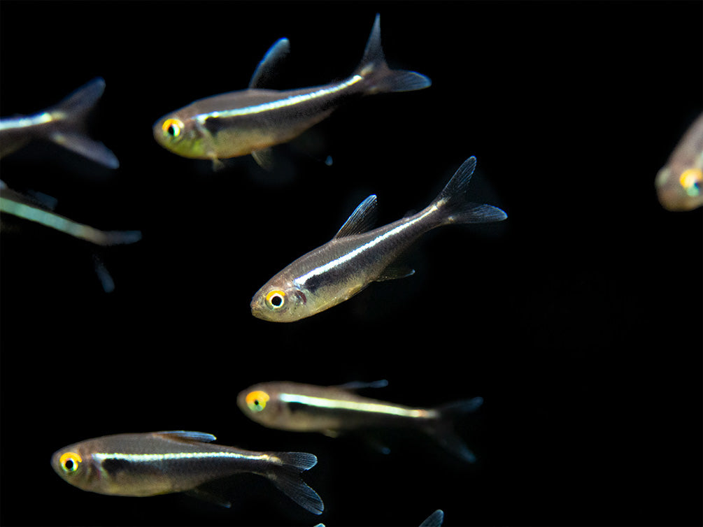 Black Neon Tetra (Hyphessobrycon herbertaxelrodi) - Tank-Bred!