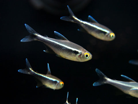 https://aquaticarts.com/cdn/shop/products/Black-Neon-Tetra-5-Small_large.jpg?v=1588252044