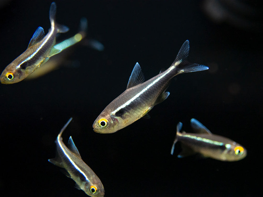 Black Neon Tetra (Hyphessobrycon herbertaxelrodi) - Tank-Bred!