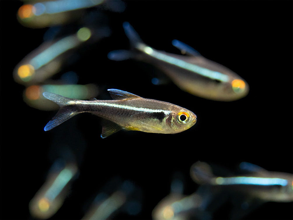 Black Neon Tetra (Hyphessobrycon herbertaxelrodi) - Tank-Bred!