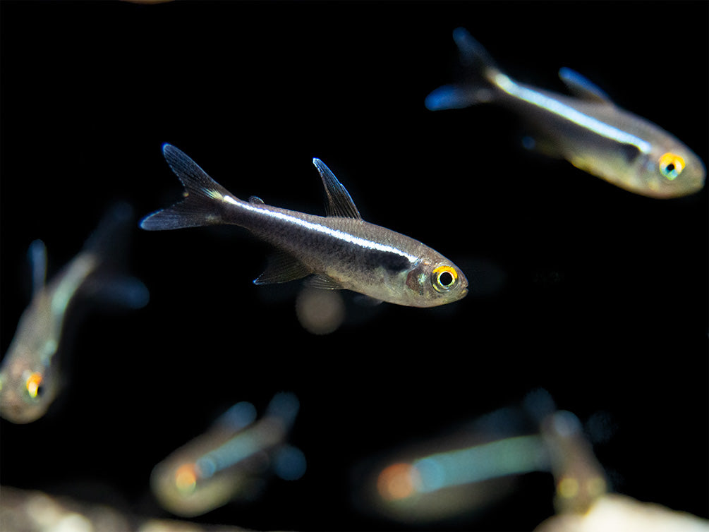 Black Neon Tetra (Hyphessobrycon herbertaxelrodi) - Tank-Bred!