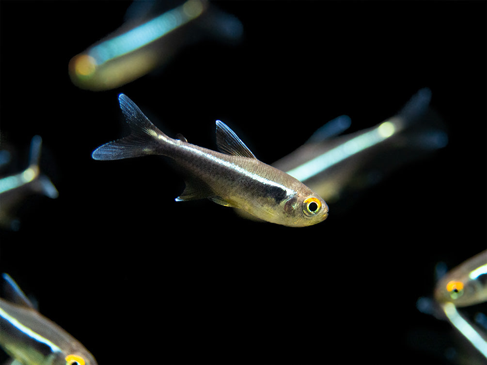 Black Neon Tetra (Hyphessobrycon herbertaxelrodi) - Tank-Bred!