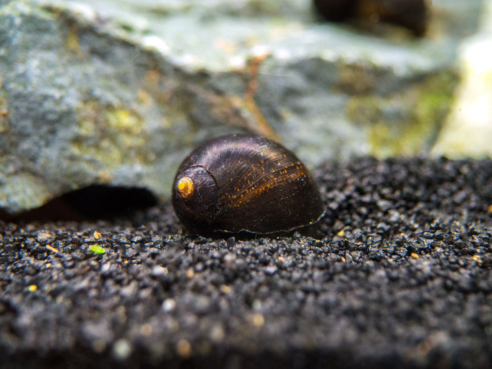 Midnight Black Nerite Snail (Vittina jovis)