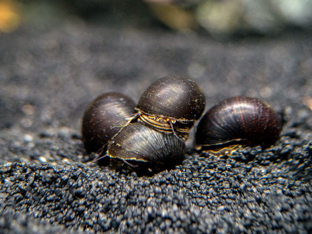 Midnight Black Nerite Snail (Vittina jovis)