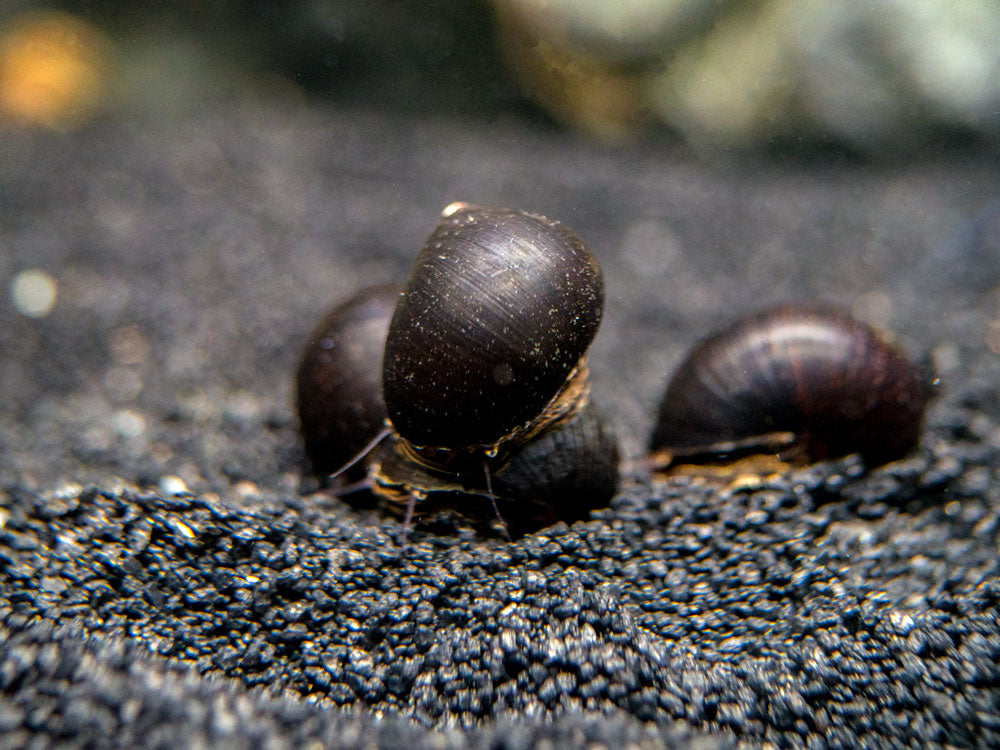 Midnight Black Nerite Snail (Vittina jovis)