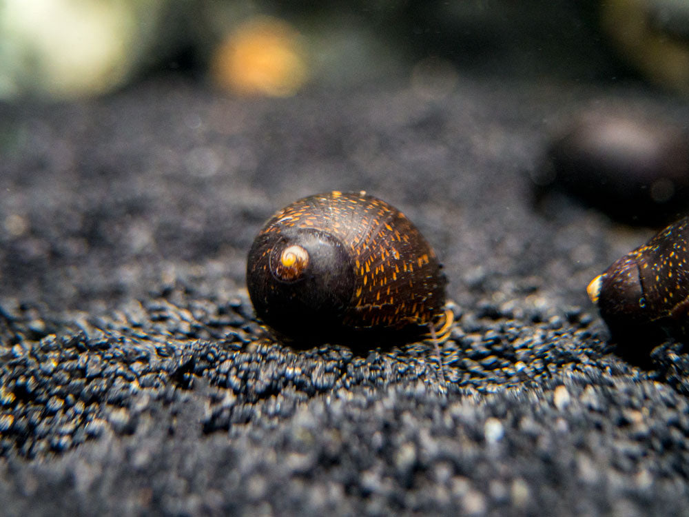 Midnight Black Nerite Snail (Vittina jovis)