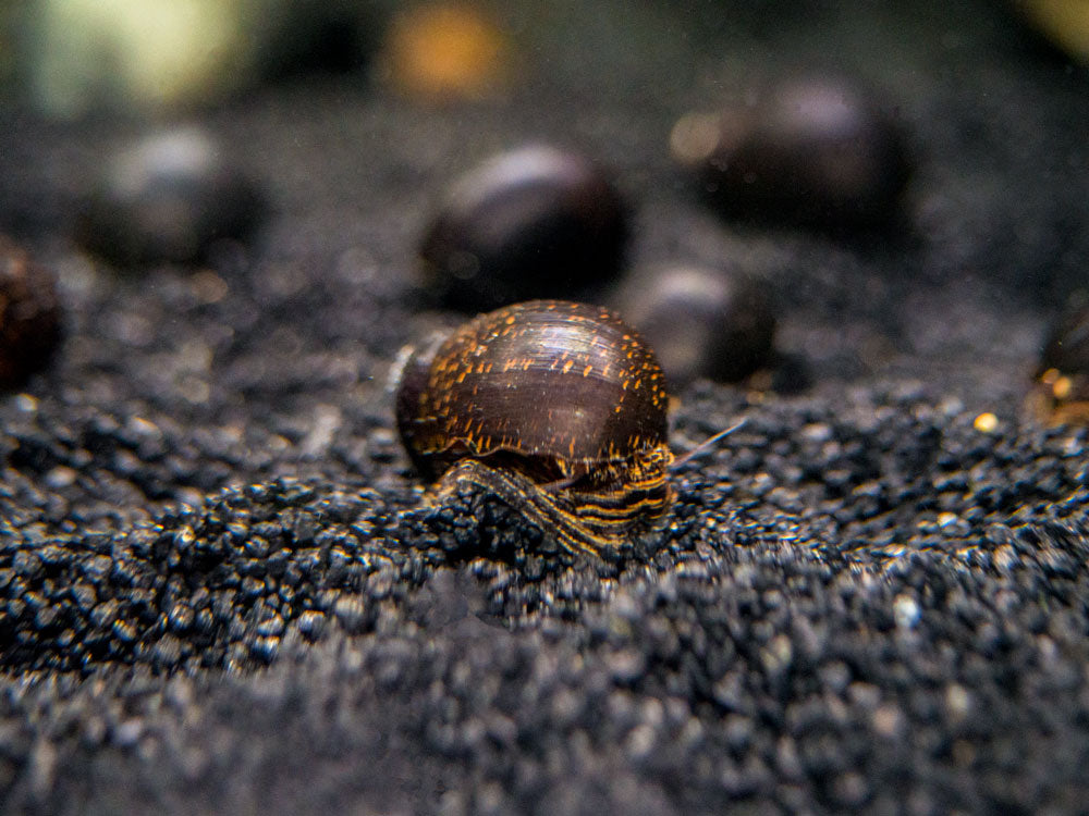 Midnight Black Nerite Snail (Vittina jovis)