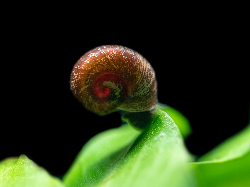 Black Ramshorn Snail (Indoplanorbus exustus)