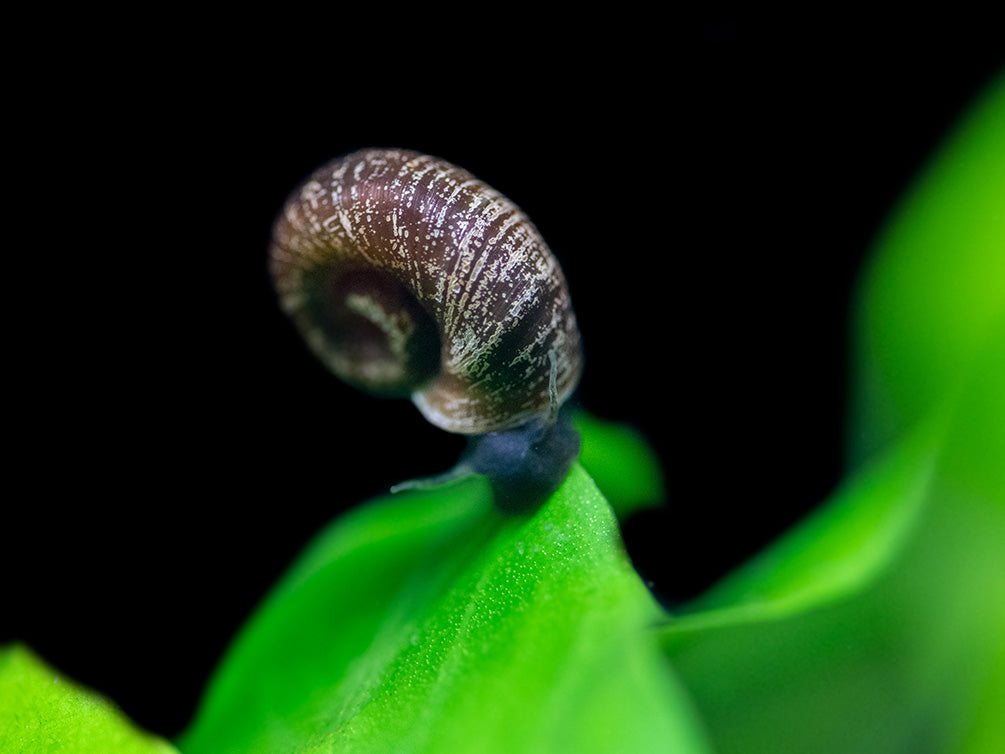 Black Ramshorn Snail (Indoplanorbus exustus)