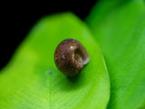 Black Ramshorn Snail (Indoplanorbus exustus)