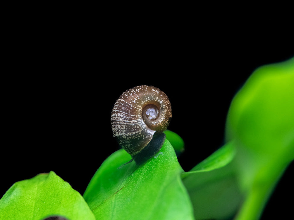 Black Ramshorn Snail (Indoplanorbus exustus)