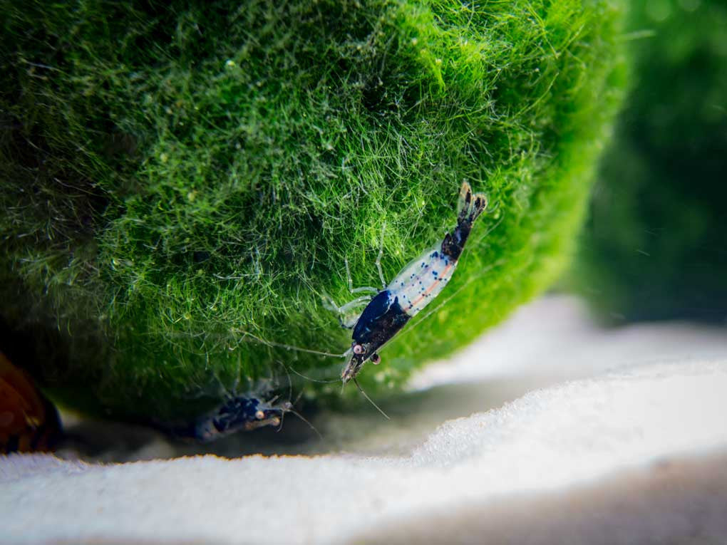 Carbon Rili Shrimp (Neocaridina davidi), Tank-Bred