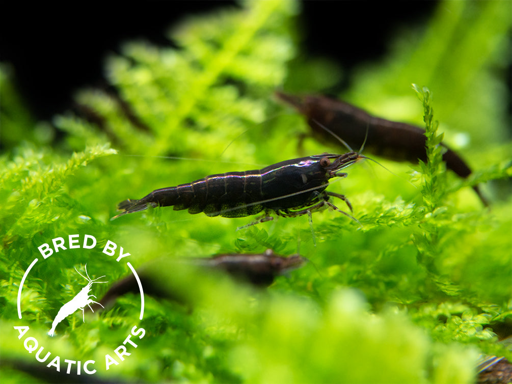 Black Rose Shrimp (Neocaridina davidi), BREDBY: Aquatic Arts