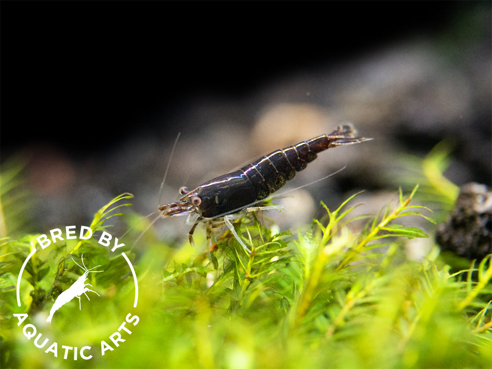 Black Rose Shrimp (Neocaridina davidi), BREDBY: Aquatic Arts