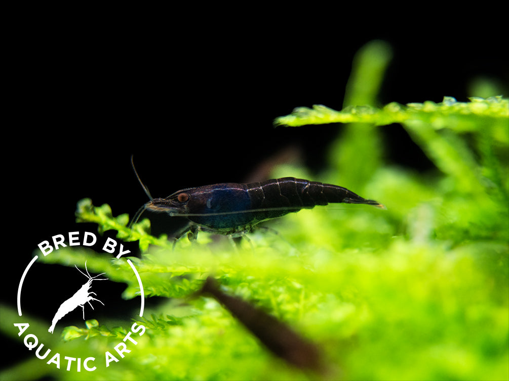 Black Rose Shrimp (Neocaridina davidi), BREDBY: Aquatic Arts