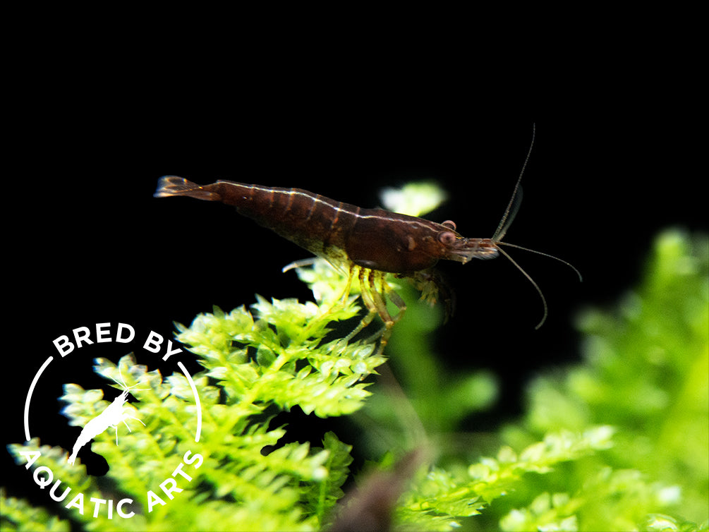 Black Rose Shrimp (Neocaridina davidi), BREDBY: Aquatic Arts