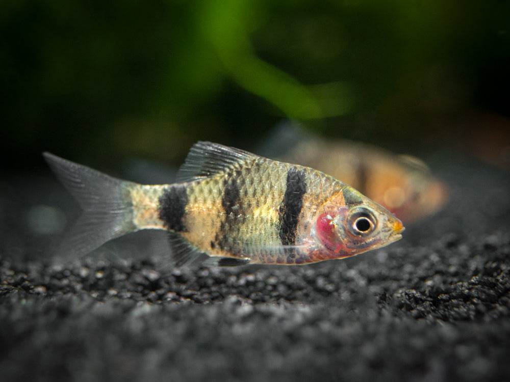 Black Ruby Barb (Pethia nigrofasciata), Tank-Bred!!!