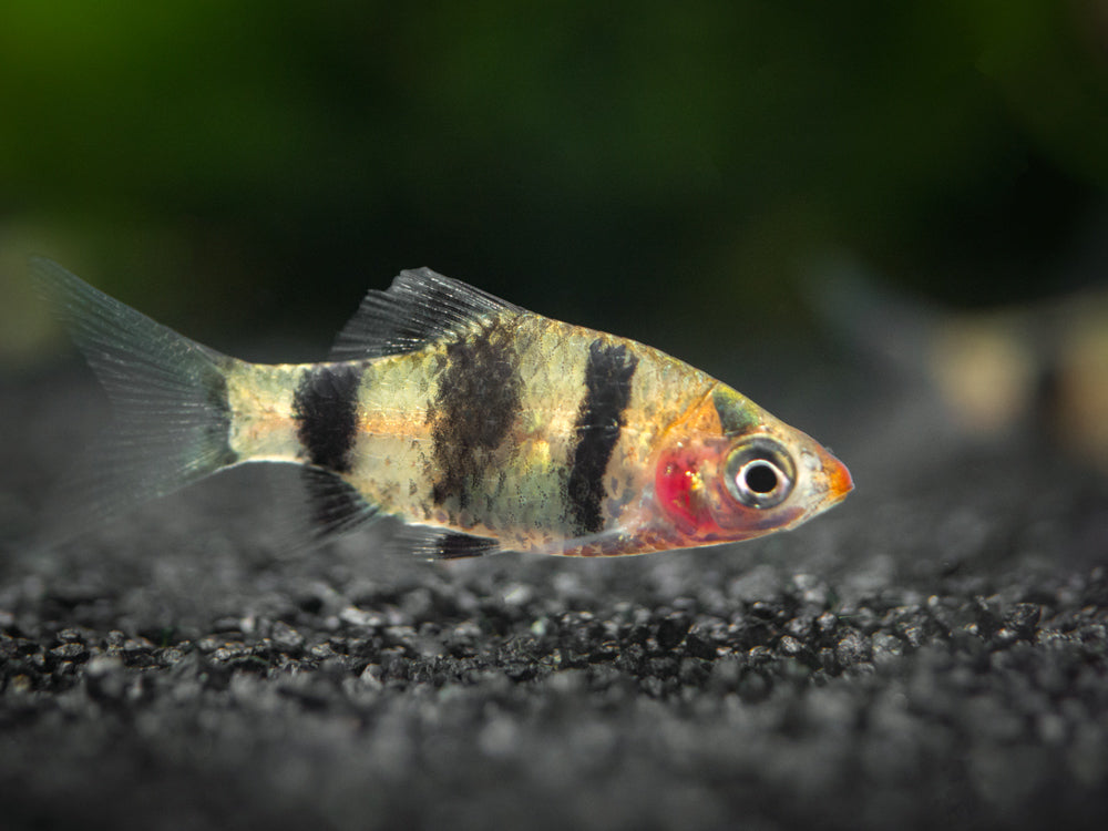 Black Ruby Barb (Pethia nigrofasciata), Tank-Bred! - Aquatic Arts