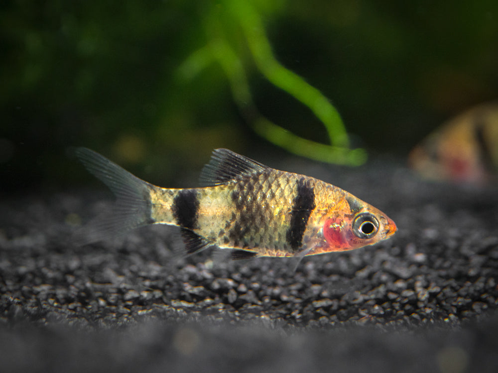 Black Ruby Barb (Pethia nigrofasciata), Tank-Bred! - Aquatic Arts