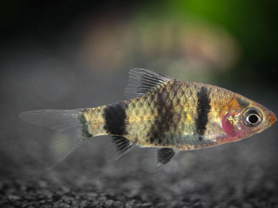 Black Ruby Barb (Pethia nigrofasciata), Tank-Bred! - Aquatic Arts