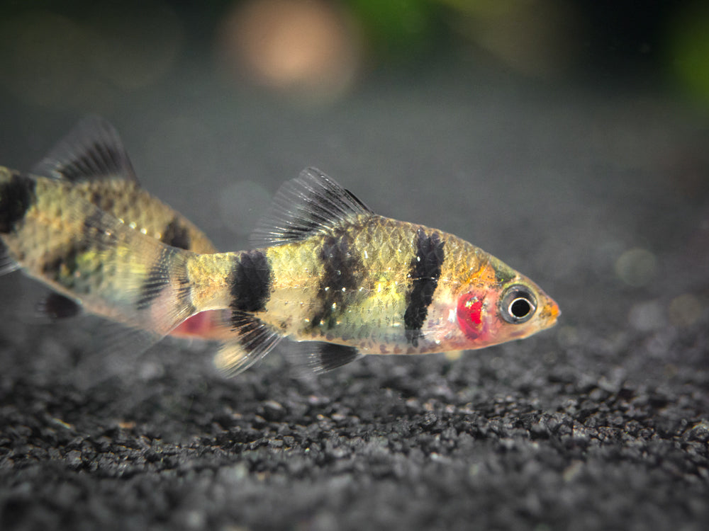 Black Ruby Barb (Pethia nigrofasciata), Tank-Bred! - Aquatic Arts