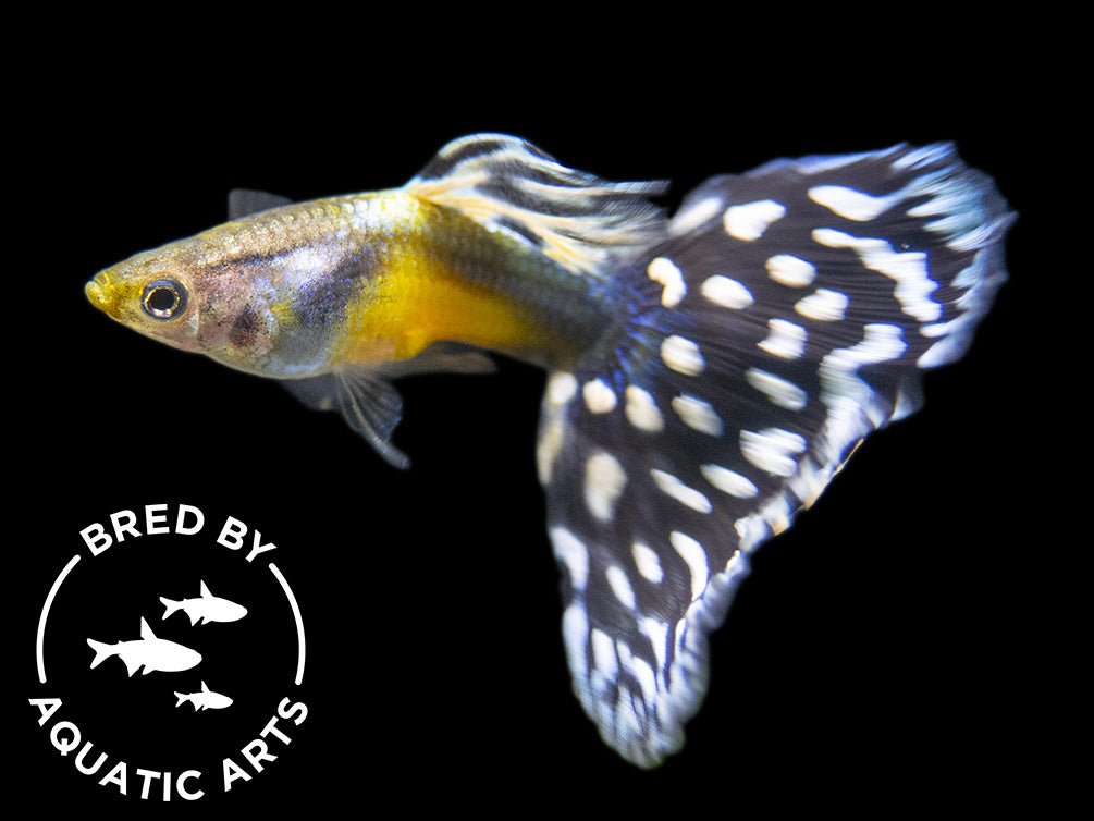 Black Saddle Guppy (Poecilia reticulata), BREDBY: Aquatic Arts