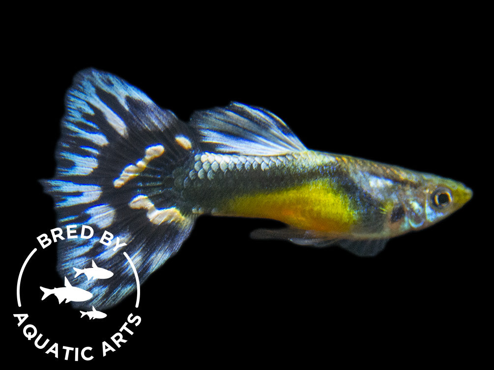 Black Saddle Guppy (Poecilia reticulata), BREDBY: Aquatic Arts