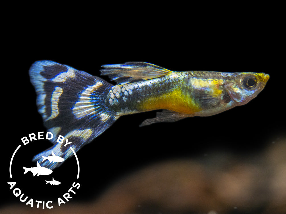 Black Saddle Guppy (Poecilia reticulata), BREDBY: Aquatic Arts