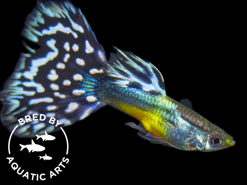 Black Saddle Guppy (Poecilia reticulata), BREDBY: Aquatic Arts