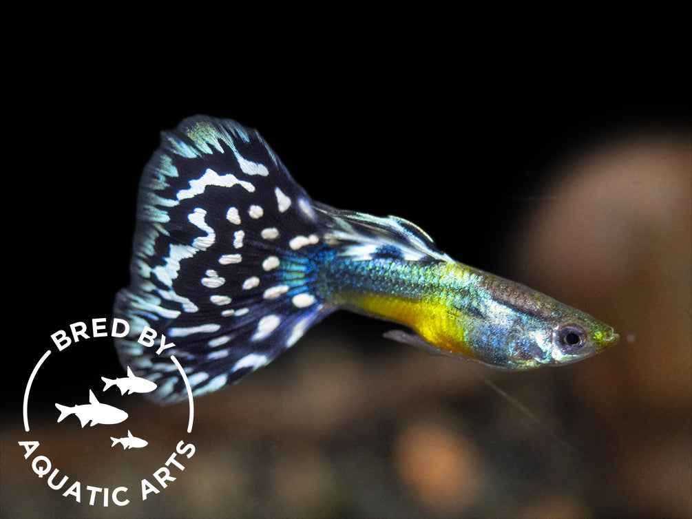 Black Saddle Guppy (Poecilia reticulata), BREDBY: Aquatic Arts