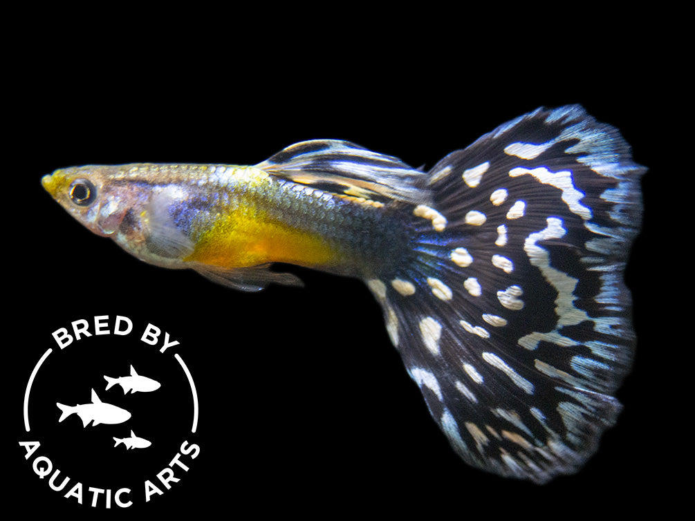 Black Saddle Guppy (Poecilia reticulata), BREDBY: Aquatic Arts