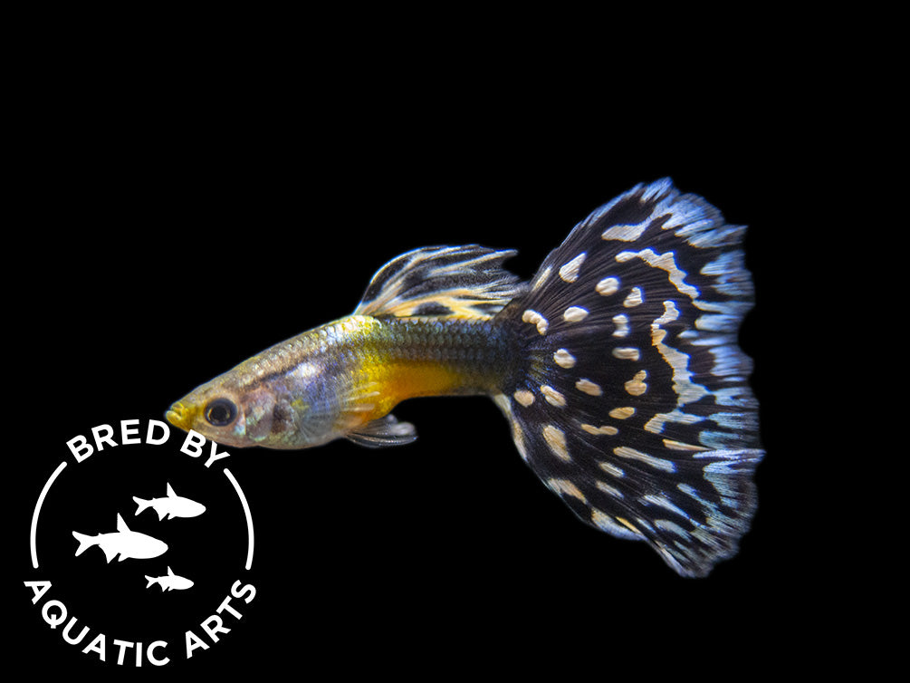 Black Saddle Guppy (Poecilia reticulata), BREDBY: Aquatic Arts