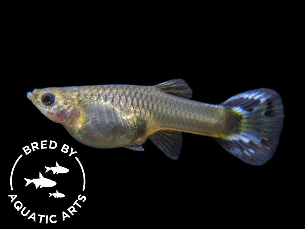 Black Saddle Guppy (Poecilia reticulata), BREDBY: Aquatic Arts