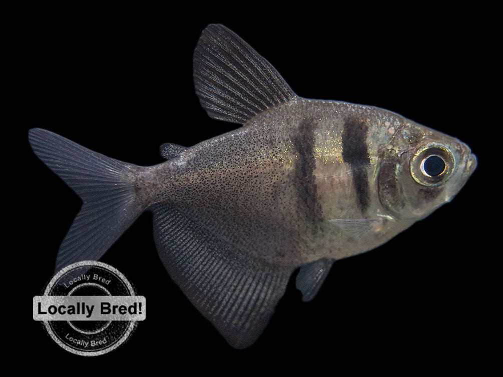 black skirt tetra