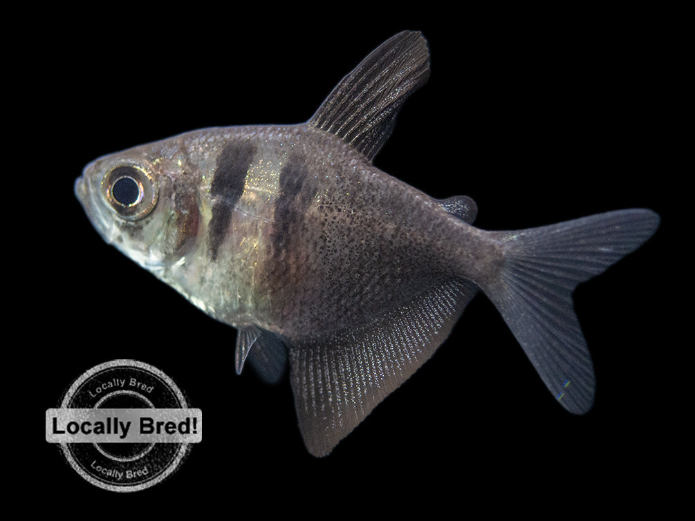 Black Skirt AKA Black Widow Tetra on sale today for $ 7.99 |