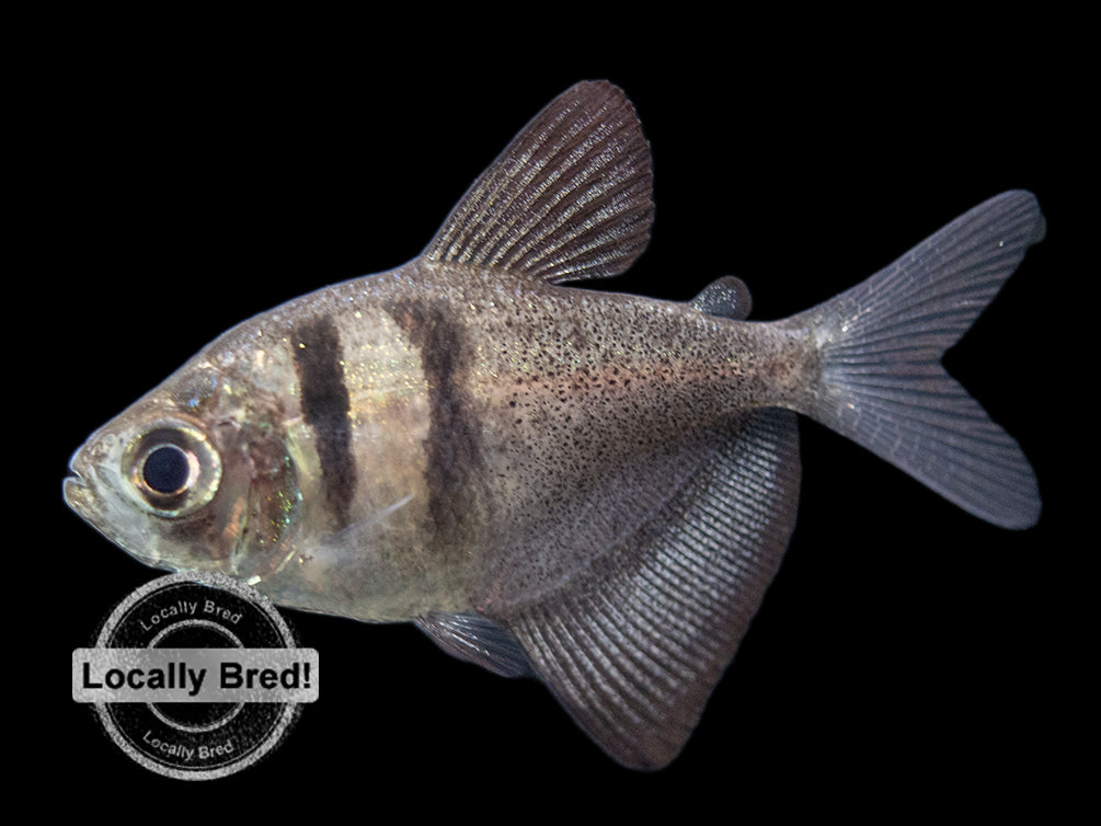 Black Skirt AKA Black Widow Tetra on sale today for $ 7.99 |