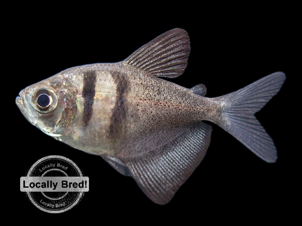 black skirt tetra for sale 