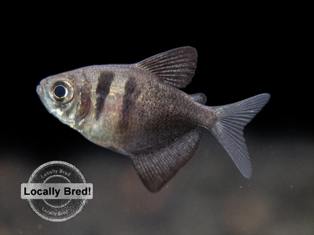 locally bred tetra for sale 