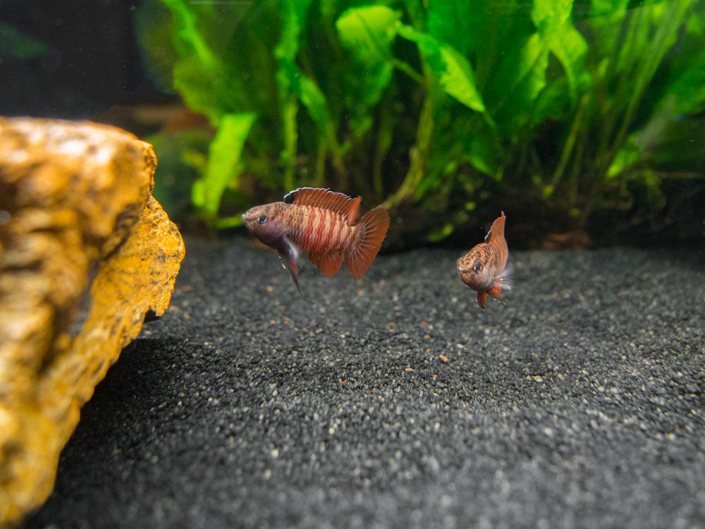 Black Tiger Badis (Dario sp. 'Myanmar')