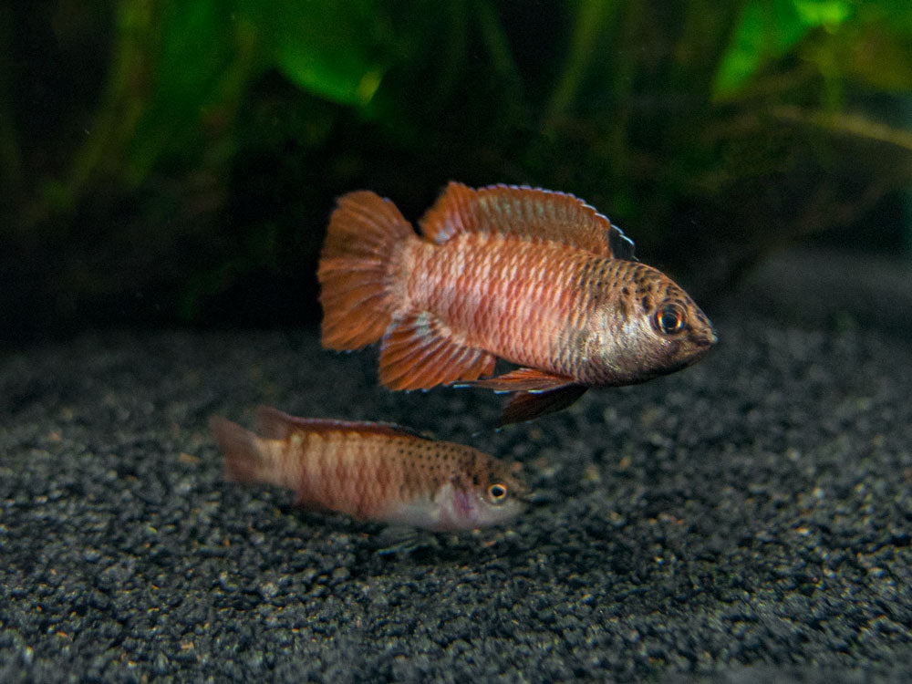 Black Tiger Badis (Dario sp. 'Myanmar')