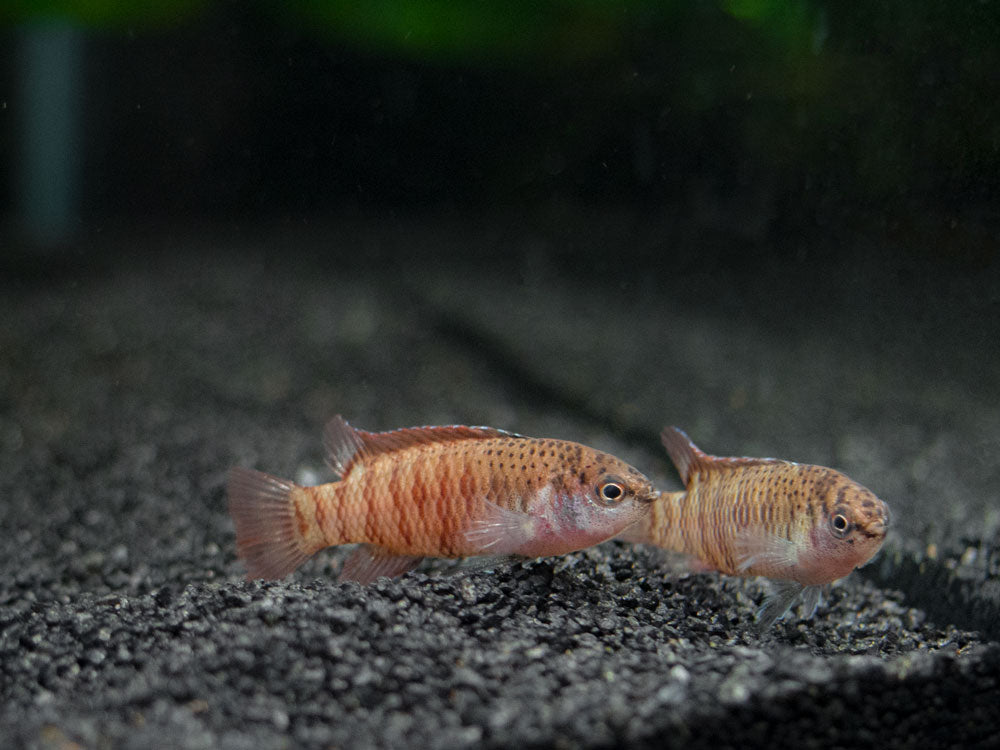 Black Tiger Badis (Dario sp. 'Myanmar')