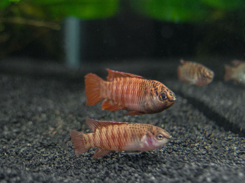 Black Tiger Badis (Dario sp. 'Myanmar')