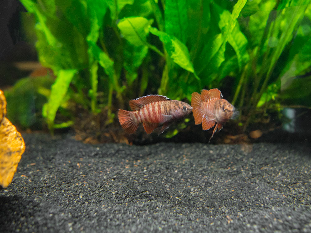 Black Tiger Badis (Dario sp. 'Myanmar')