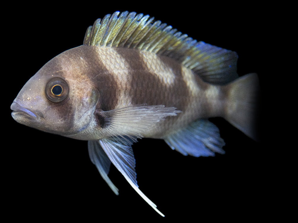 Black Widow Frontosa Cichlid (Cyphotilapia frontosa), Tank-Bred!