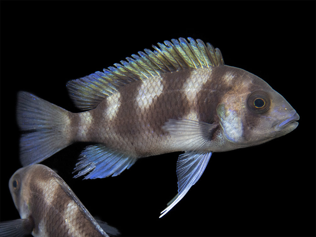 Black Widow Frontosa Cichlid (Cyphotilapia frontosa), Tank-Bred!