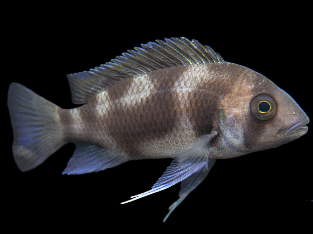 Black Widow Frontosa Cichlid (Cyphotilapia frontosa), Tank-Bred!