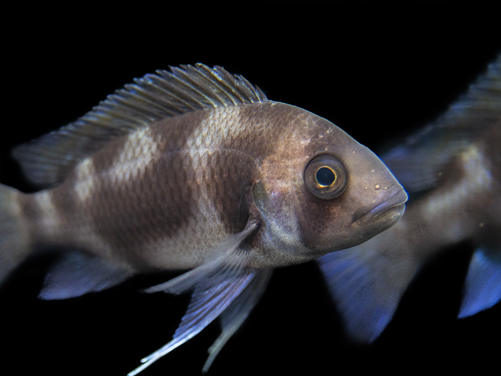 Black Widow Frontosa Cichlid (Cyphotilapia frontosa), Tank-Bred!