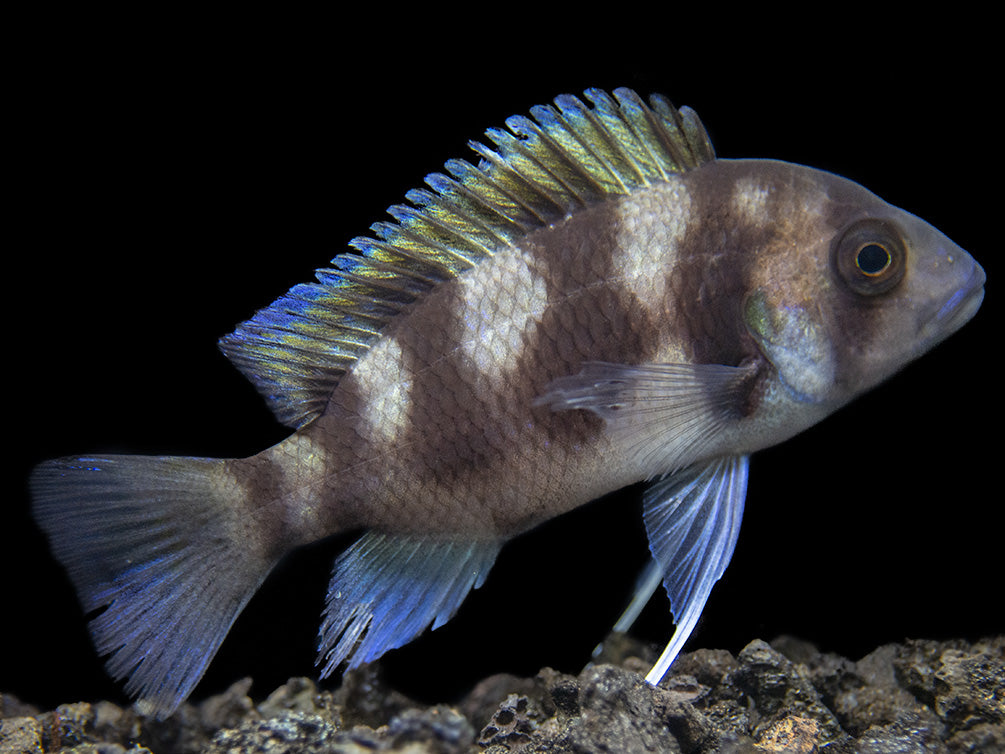 Black Widow Frontosa Cichlid (Cyphotilapia frontosa), Tank-Bred!