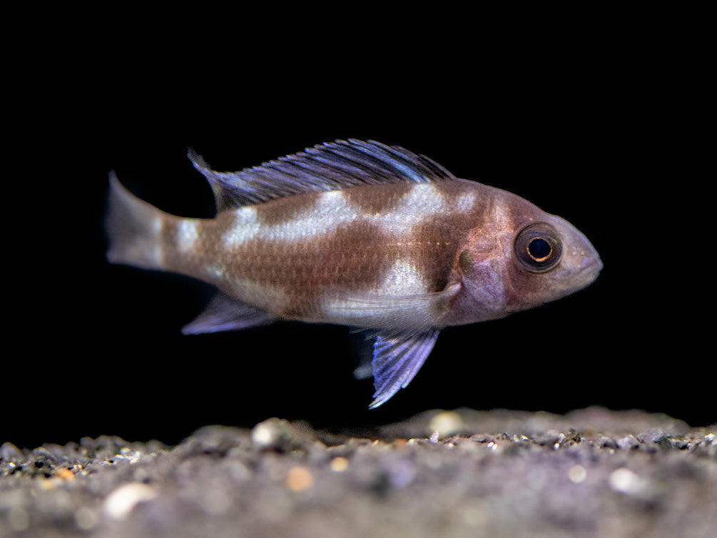 Black Widow Frontosa Cichlid (Cyphotilapia frontosa), Tank-Bred!