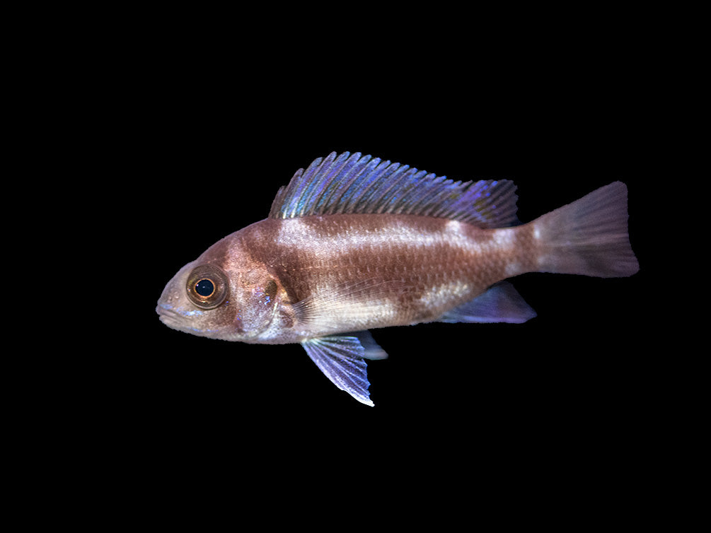 Black Widow Frontosa Cichlid (Cyphotilapia frontosa), Tank-Bred!